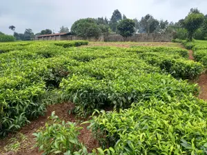 Cianda 4.5 Acres