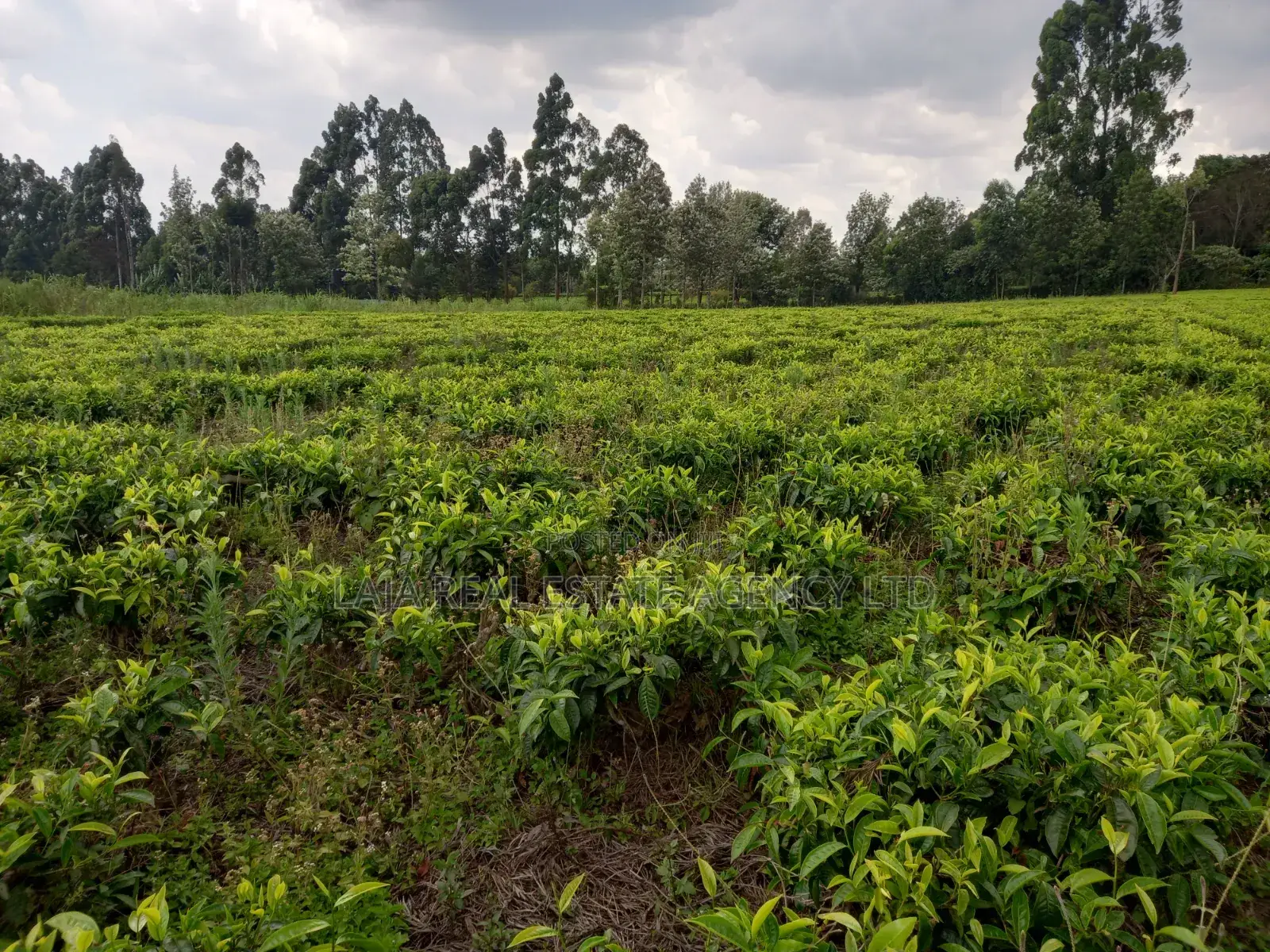 Cianda 4.5 Acres