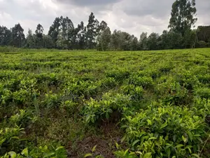 Cianda 4.5 Acres