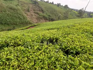 Cianda 4.5 Acres