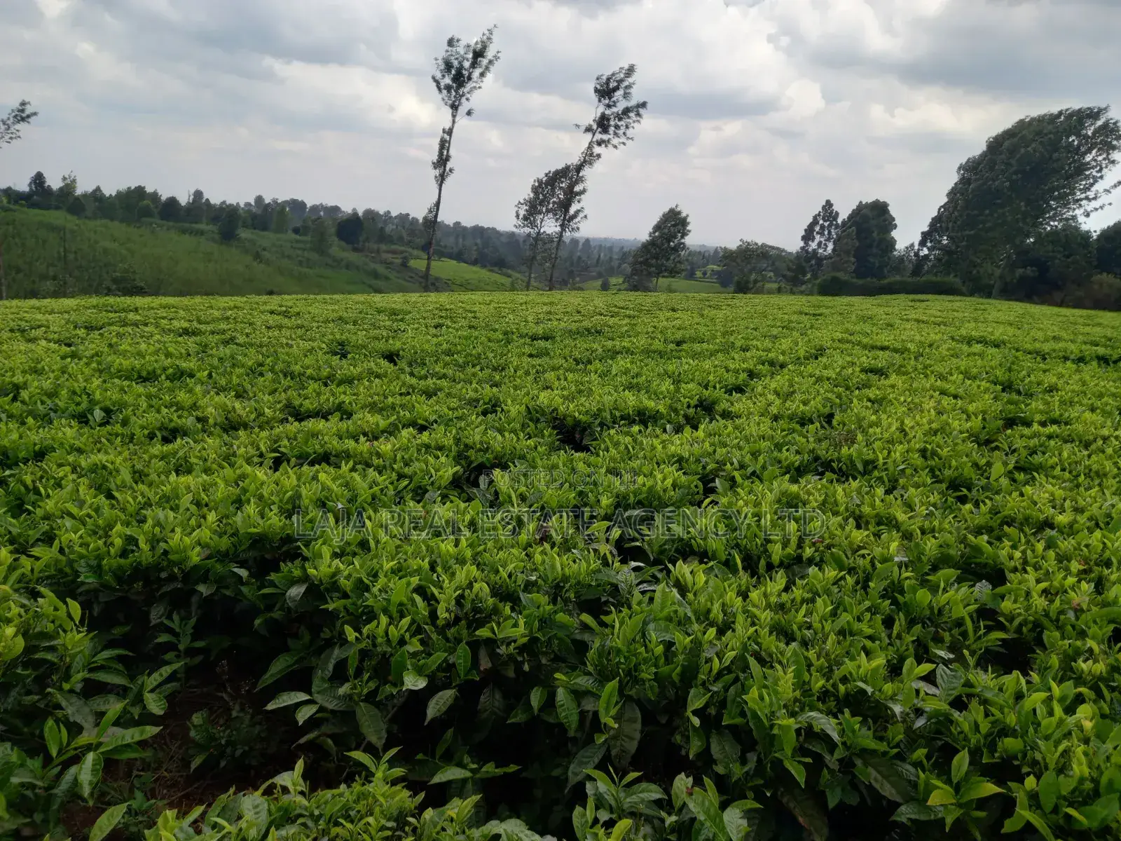 Cianda 4.5 Acres
