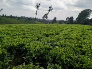 Cianda 4.5 Acres