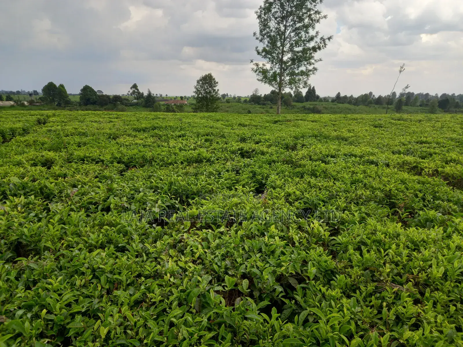 Cianda 4.5 Acres