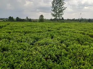 Kiambaa Land 4.5 Acres on Sale