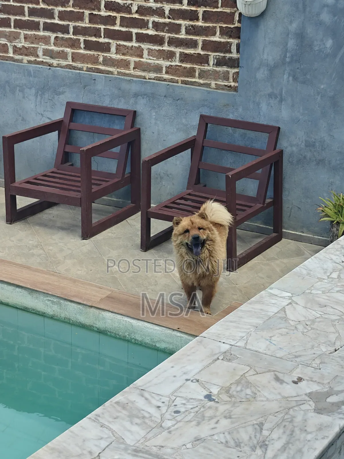 6-12 months Male Purebred Chow Chow