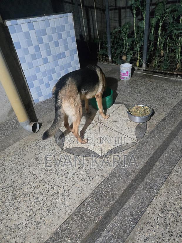 1+ year Female Purebred German Shepherd