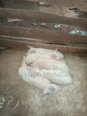 Pig Farming