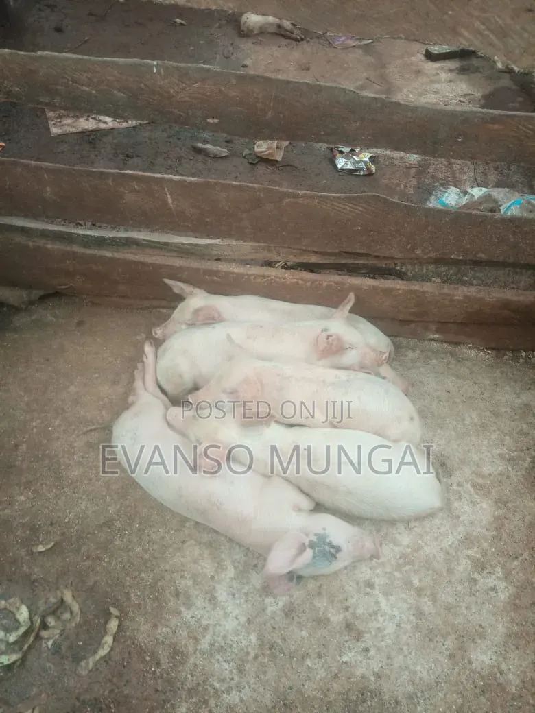 Pig Farming