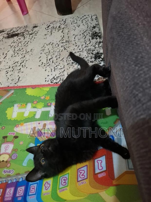 3-6 months Male Purebred Bombay - thumbnail 2
