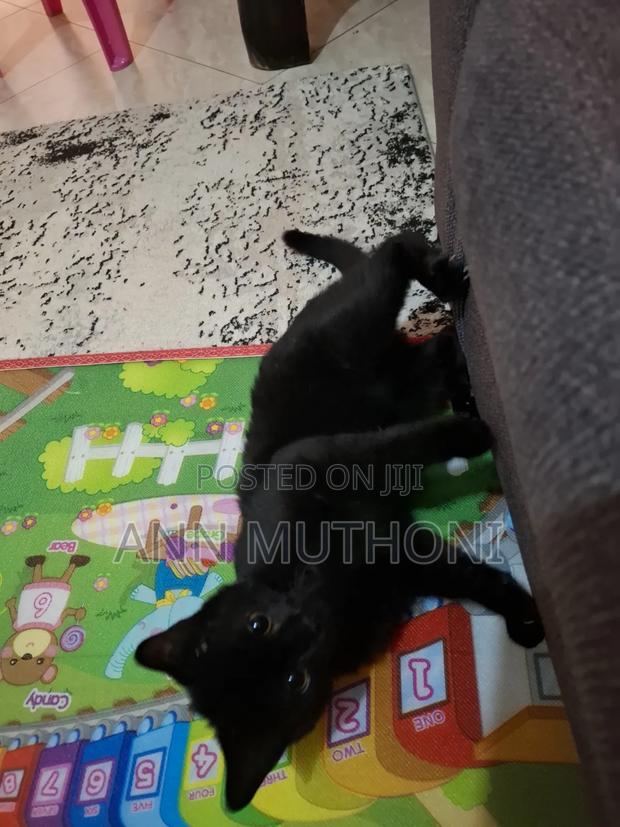 3-6 months Male Purebred Bombay - thumbnail 3