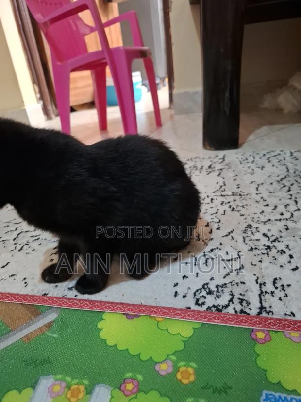 3-6 months Male Purebred Bombay - thumbnail 4