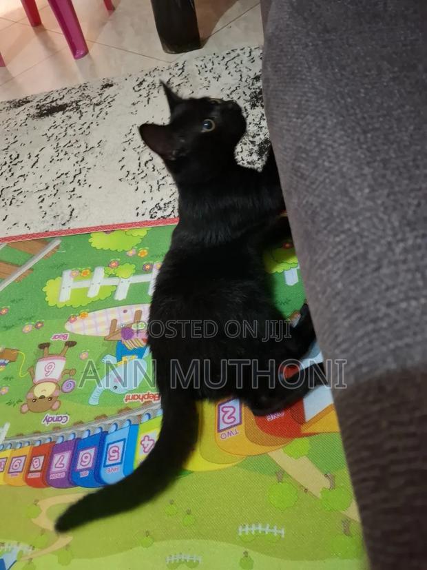 3-6 months Male Purebred Bombay - thumbnail 5