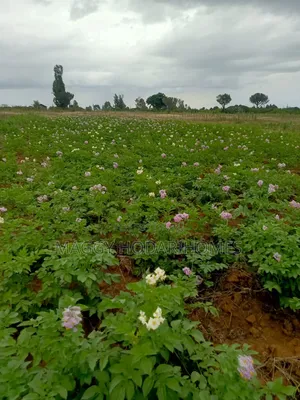 Plots for Aale