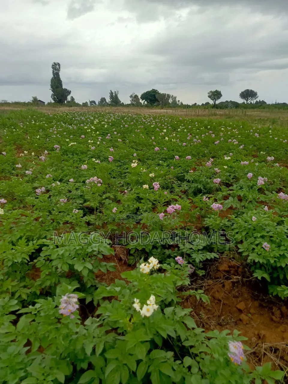 Plots for Aale