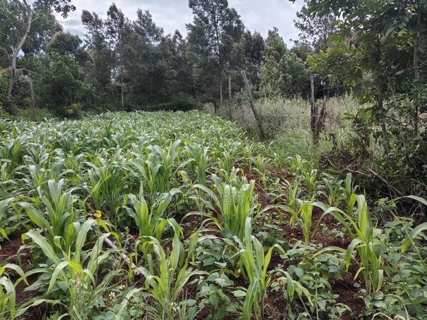 75 by 100 Plot for Sale in Gikambura Kikuyu. - thumbnail 3