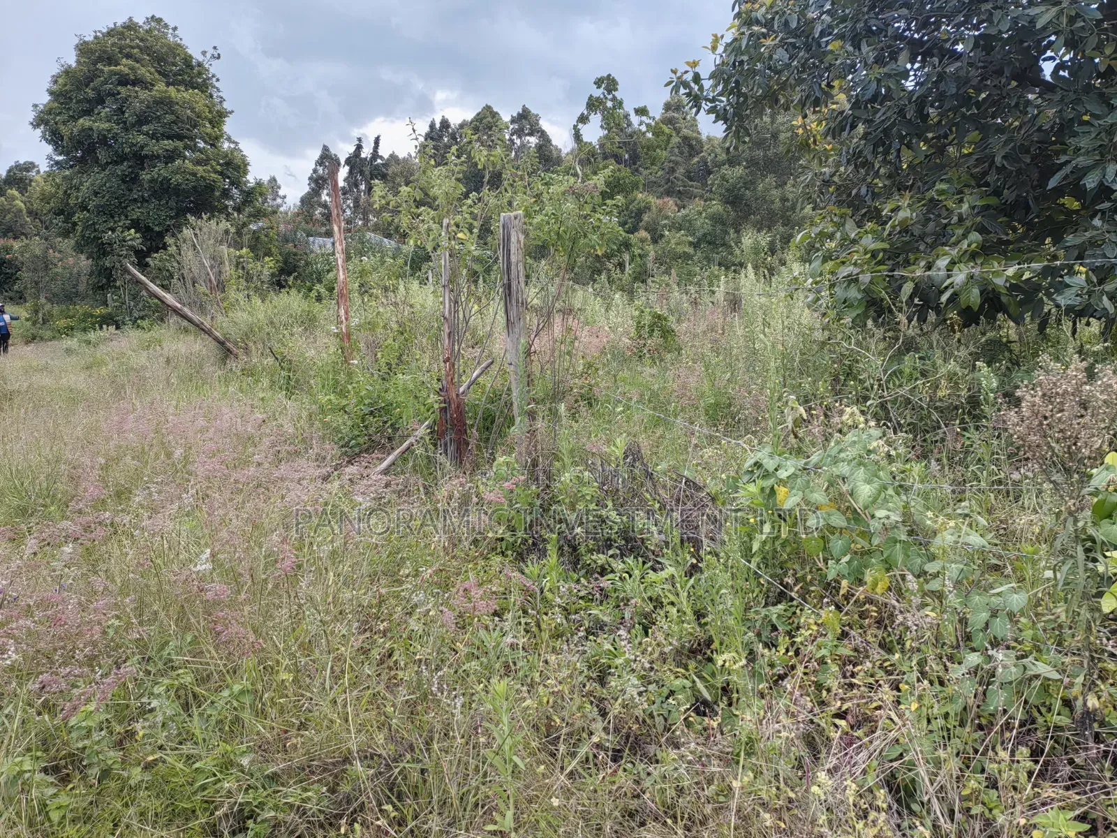 50by100 Plot on Sale in Lusegetti Kikuyu.