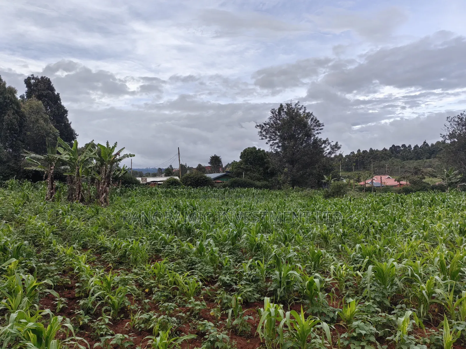 50by100 Plot on Sale in Lusegetti Kikuyu.
