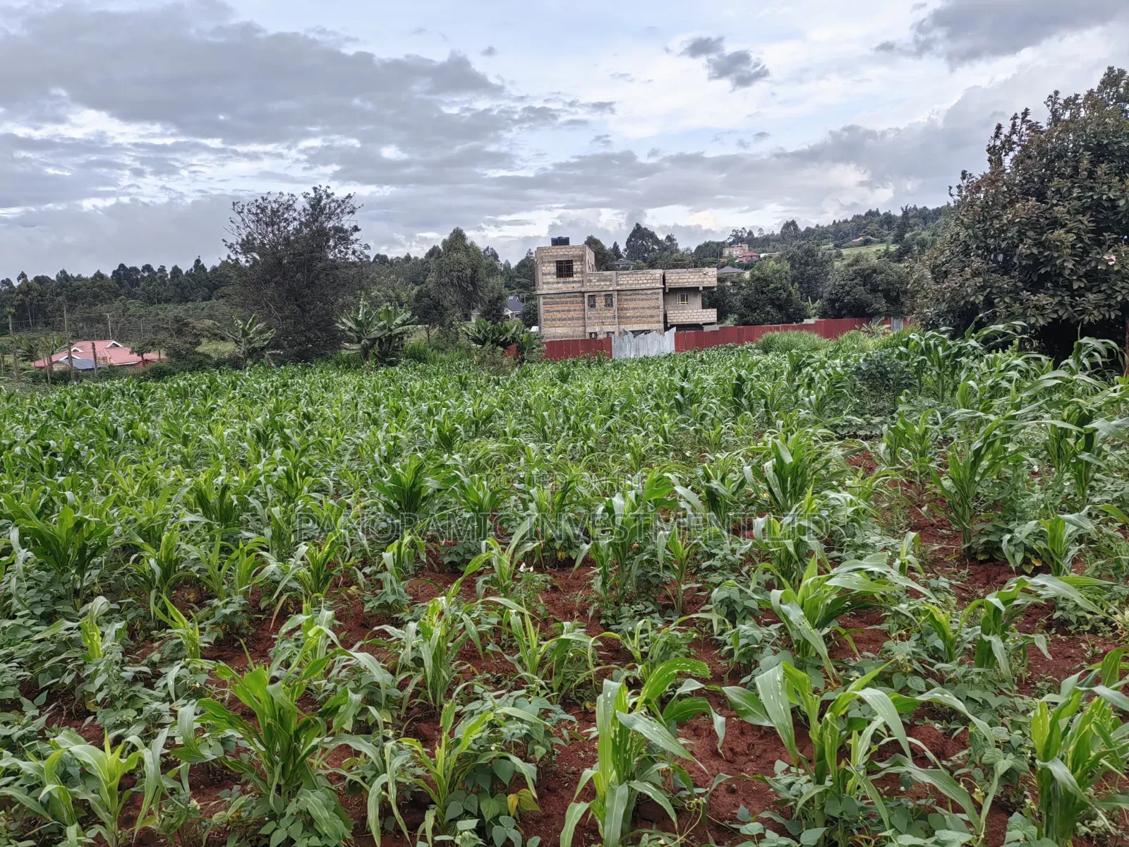 50by100 Plot on Sale in Lusegetti Kikuyu.