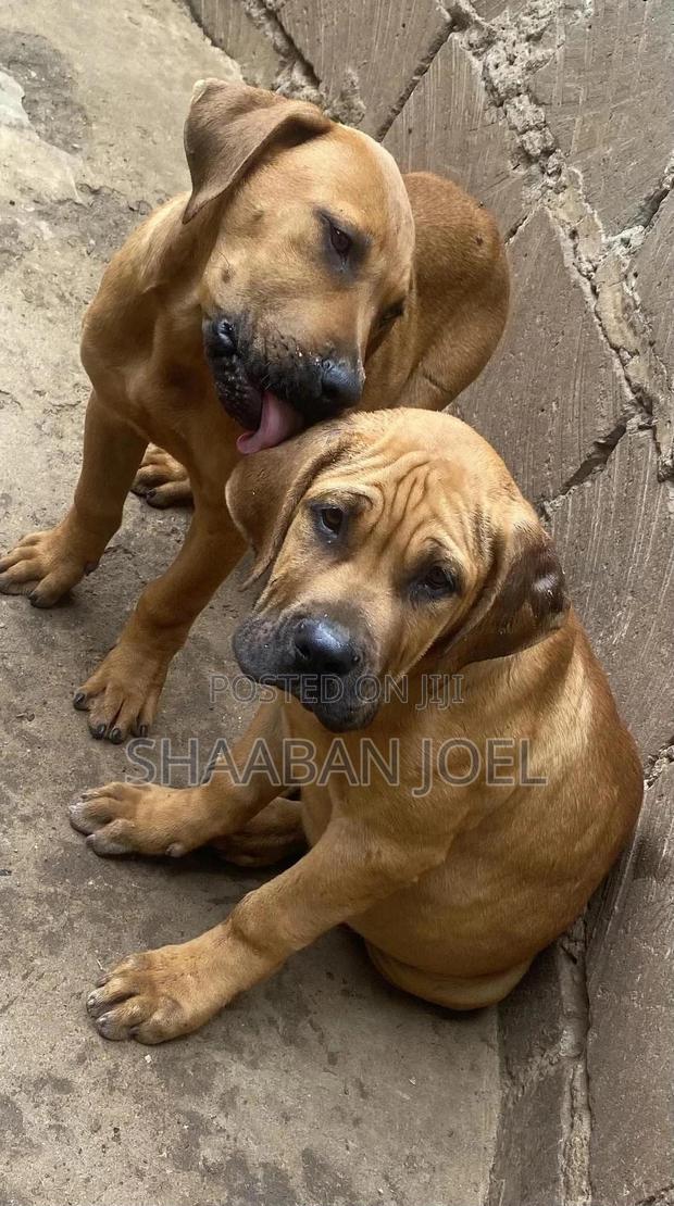 3-6 months Male Purebred Boerboel