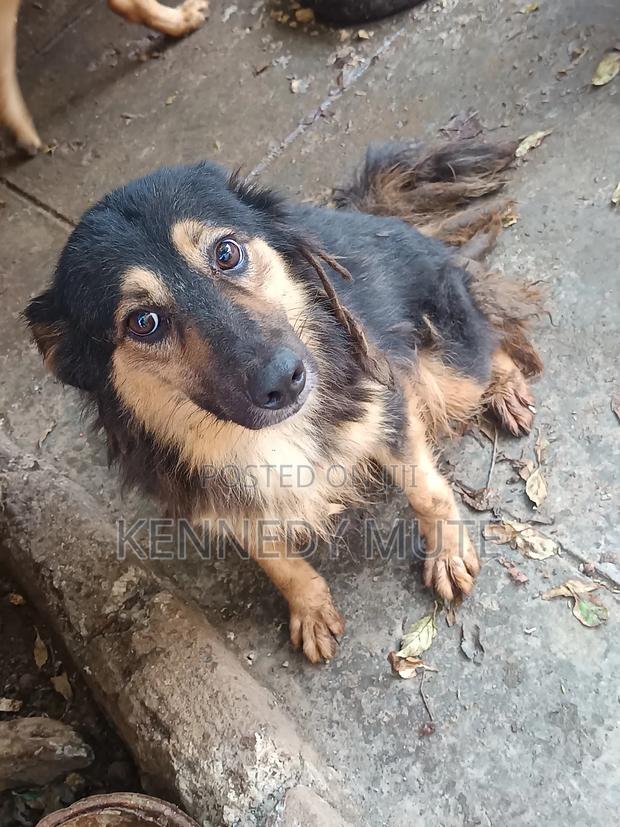 1+ year Female Mixed Breed German Shepherd