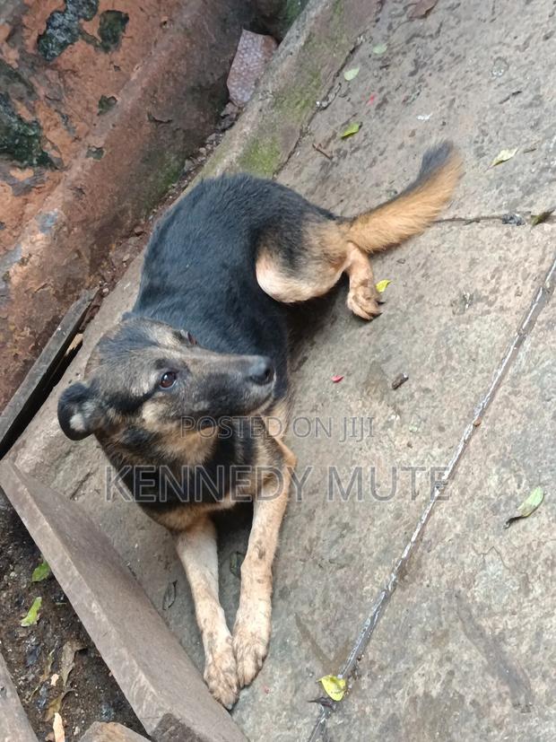 1+ year Female Mixed Breed German Shepherd - thumbnail 2