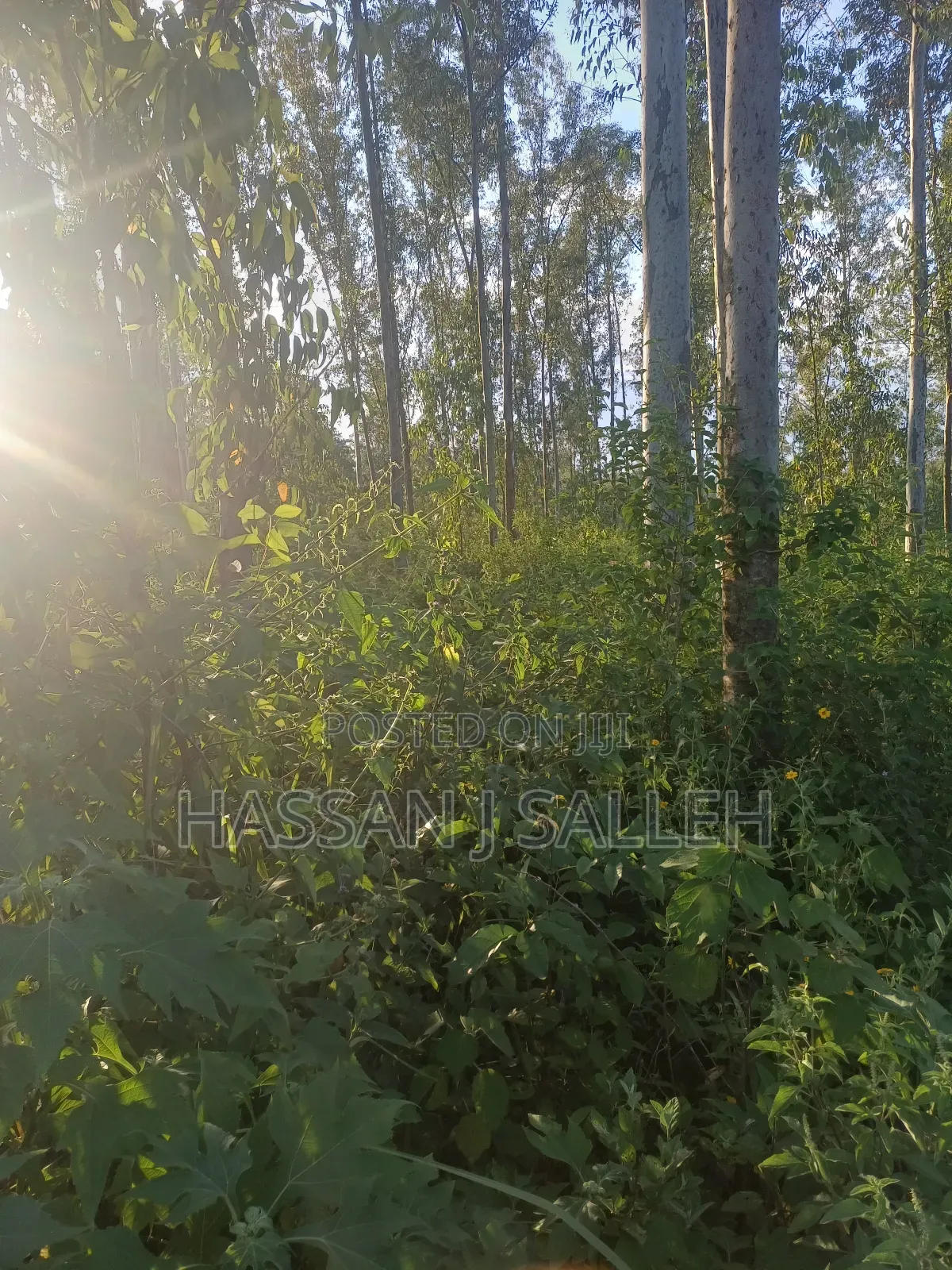 4plots on Sale Mumias