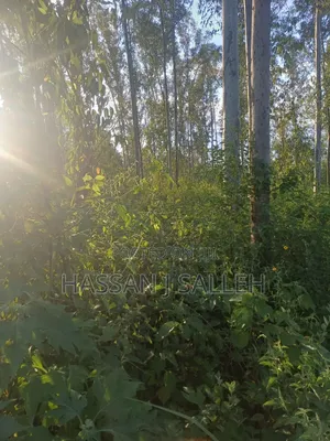 4plots on Sale Mumias