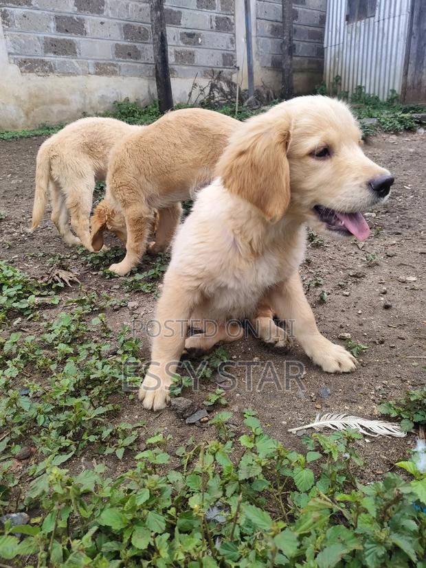 3-6 months Male Purebred Golden Retriever