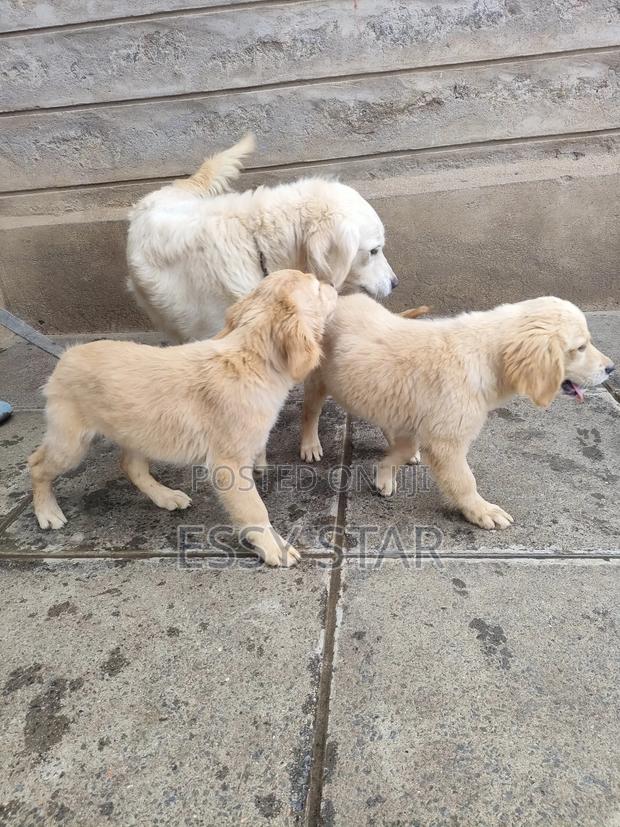 3-6 months Female Purebred Golden Retriever