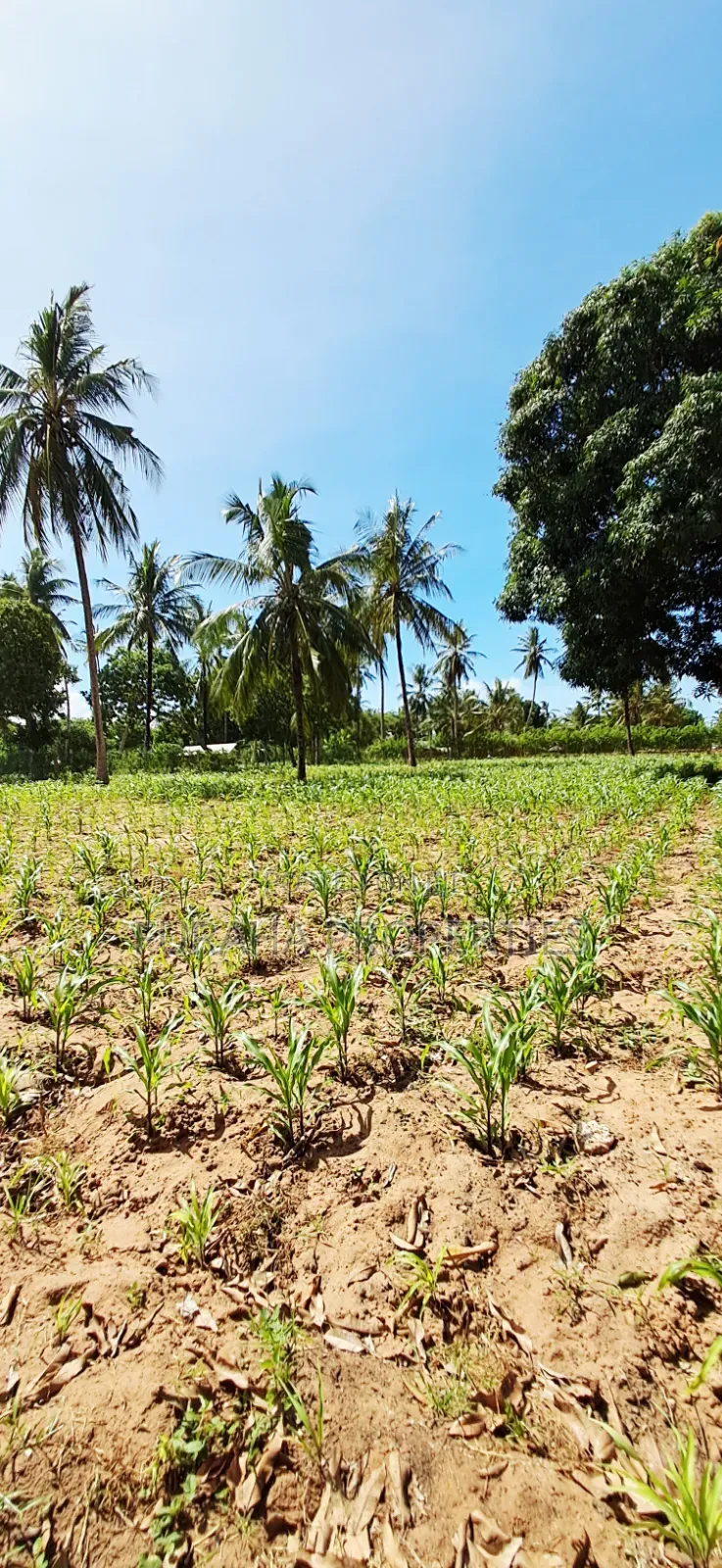For Sale 2 Acres With Half Built House Tezo