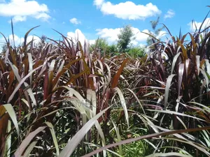 Australian Red Napier Grass