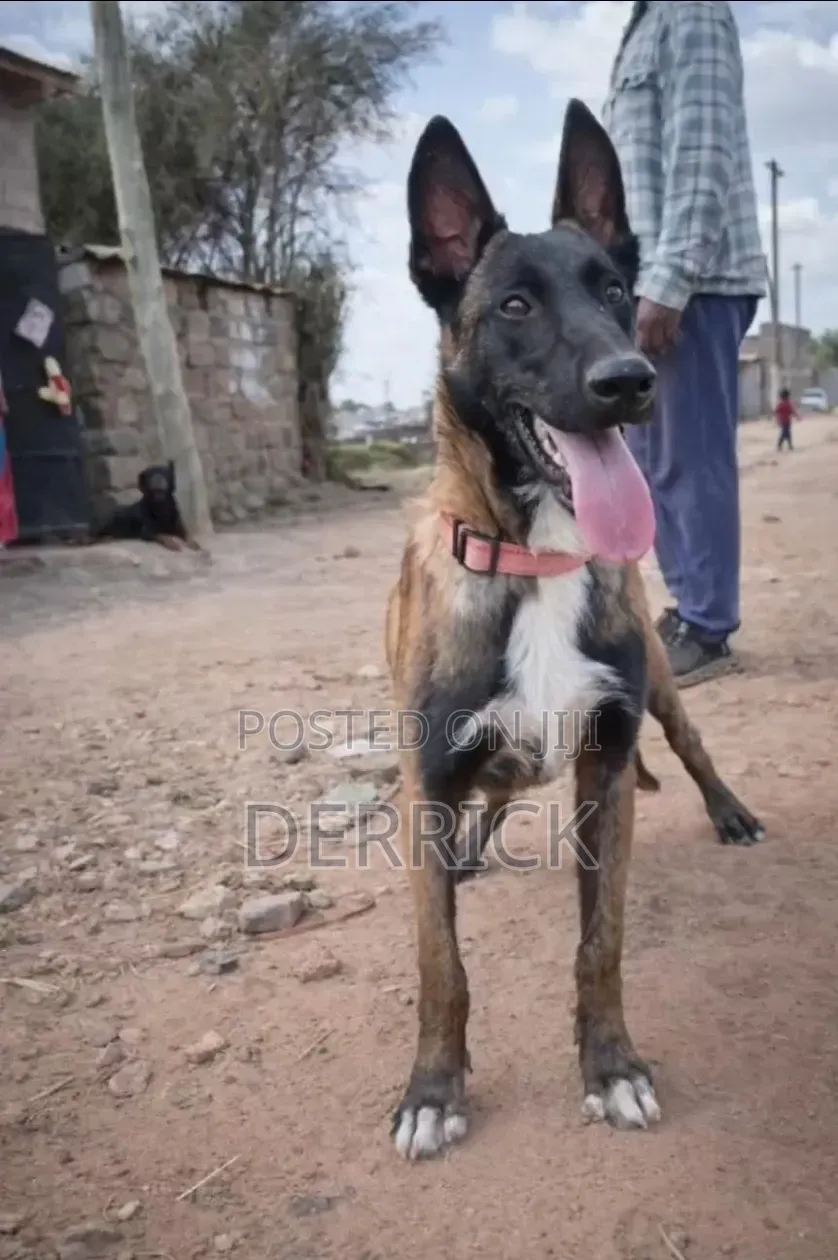 6-12 months Male Purebred Belgian Malinois