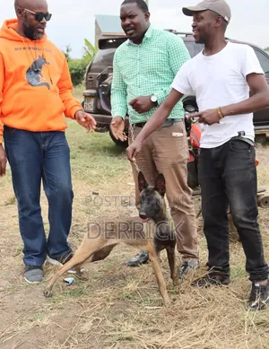 6-12 months Male Purebred Belgian Malinois