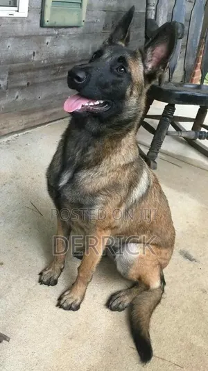 6-12 months Male Purebred Belgian Malinois