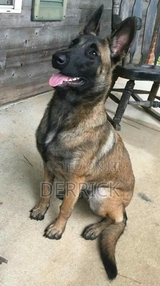 6-12 months Male Purebred Belgian Malinois