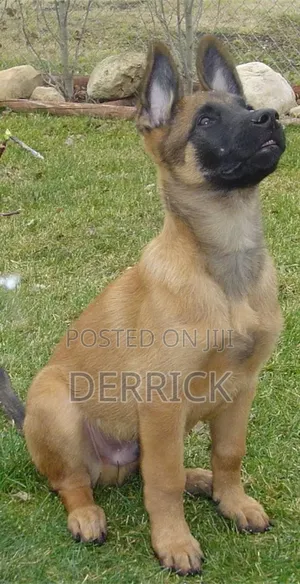 6-12 months Male Purebred Belgian Malinois