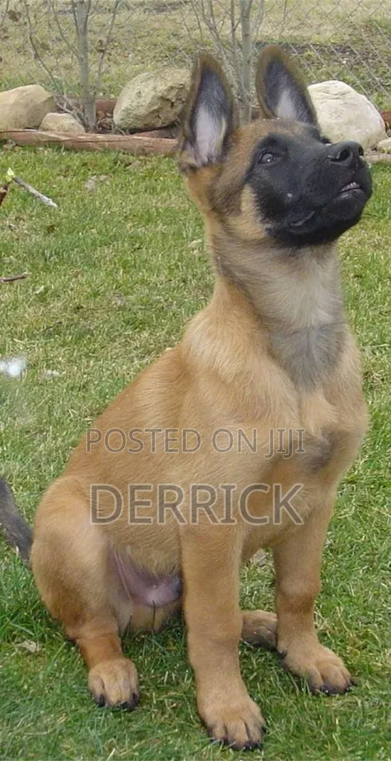 6-12 months Male Purebred Belgian Malinois