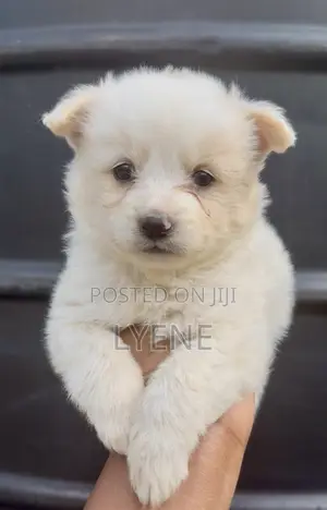 1-3 months Female Purebred Japanese Spitz