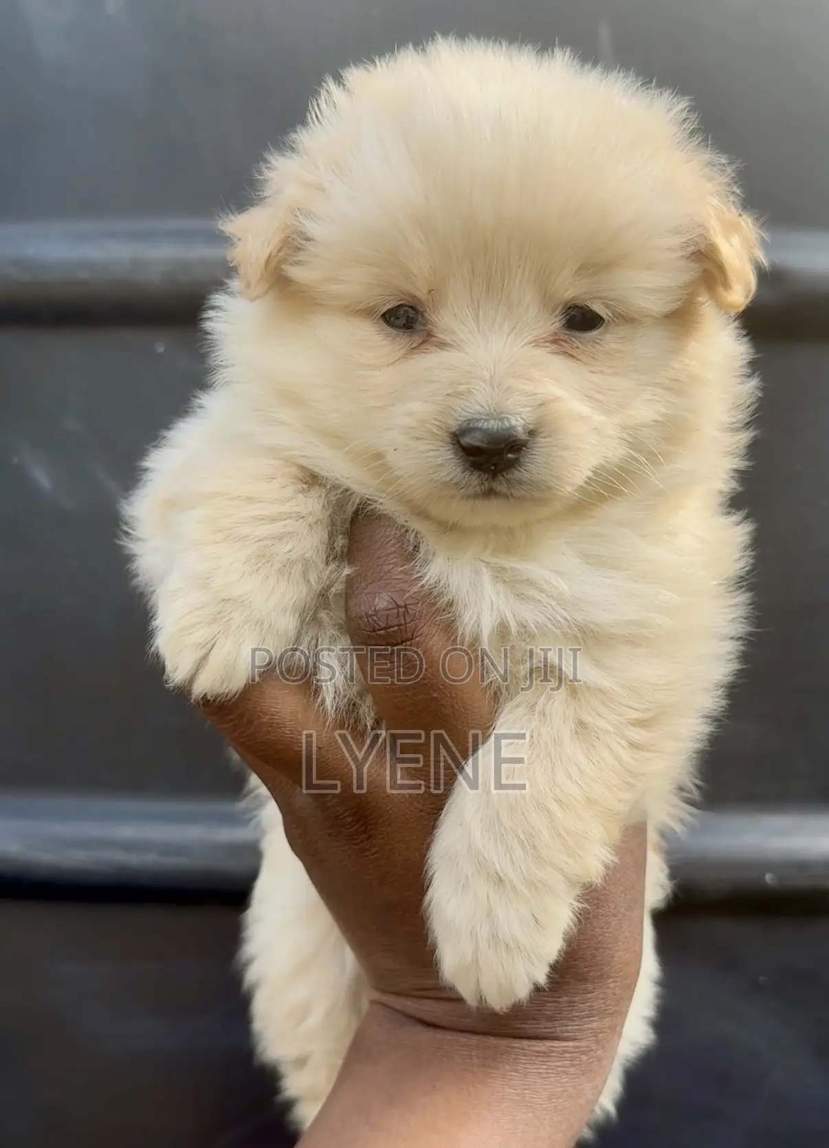 1-3 months Female Purebred Japanese Spitz