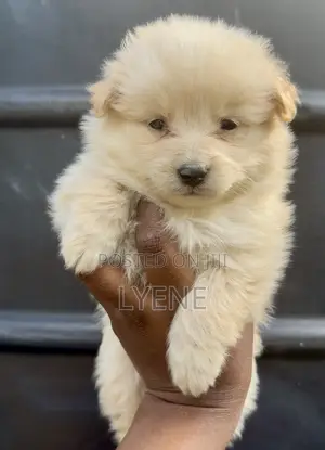 1-3 months Female Purebred Japanese Spitz