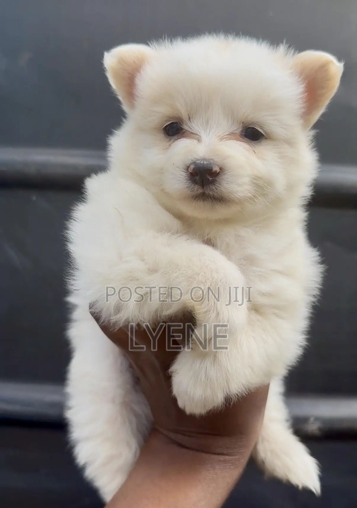 1-3 months Female Purebred Japanese Spitz
