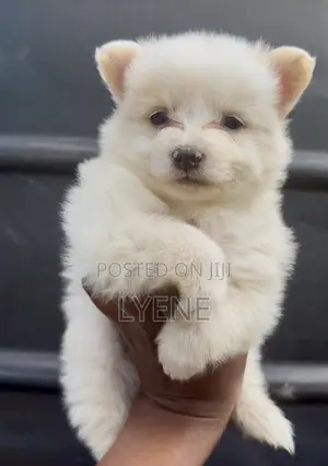 1-3 months Female Purebred Japanese Spitz