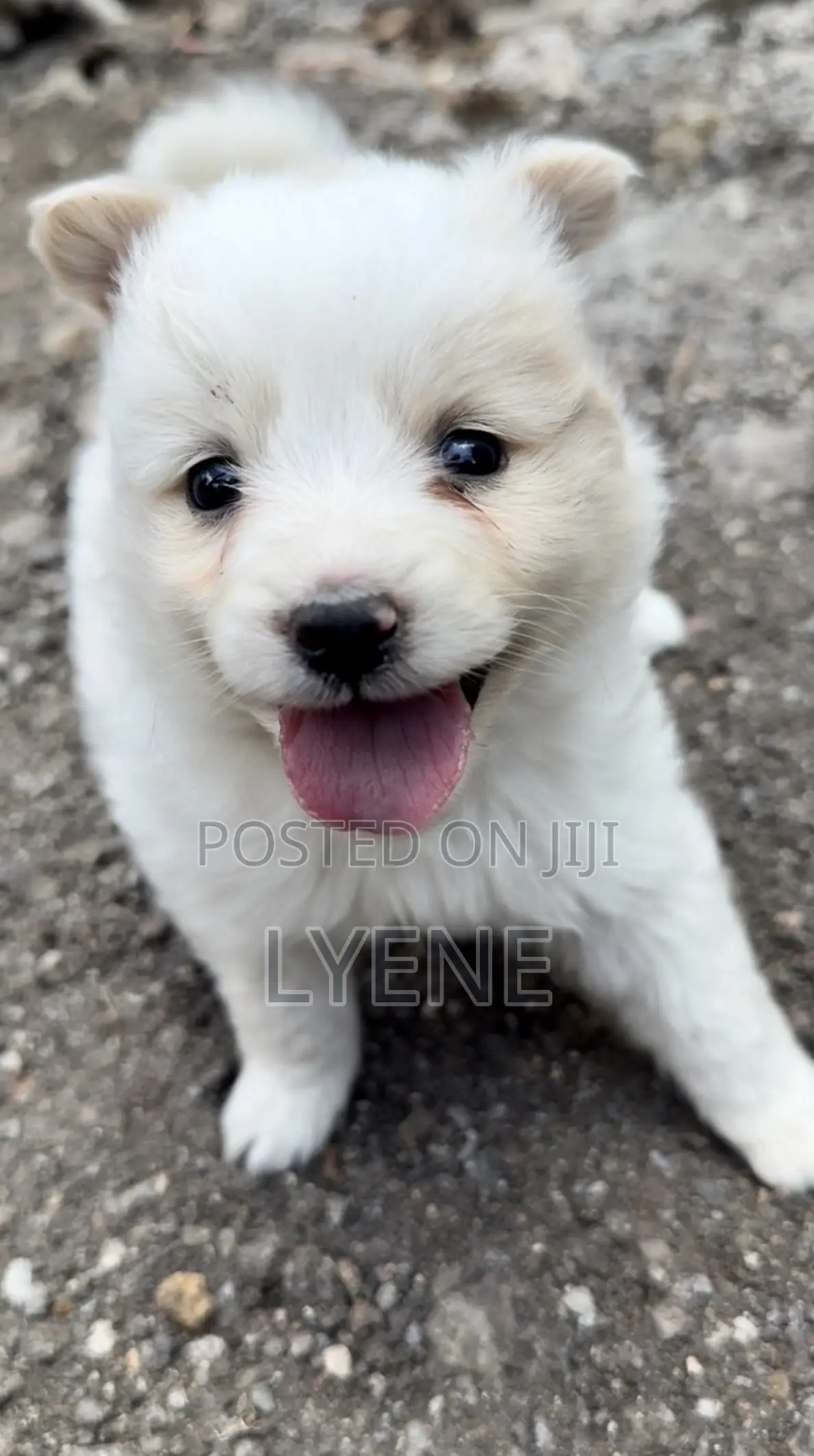 1-3 months Female Purebred Japanese Spitz