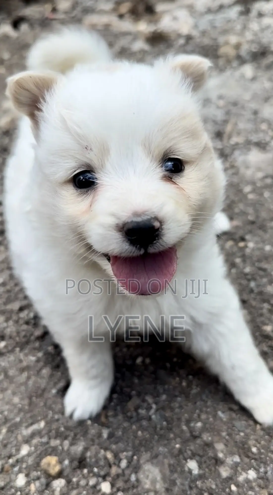 1-3 months Female Purebred Japanese Spitz