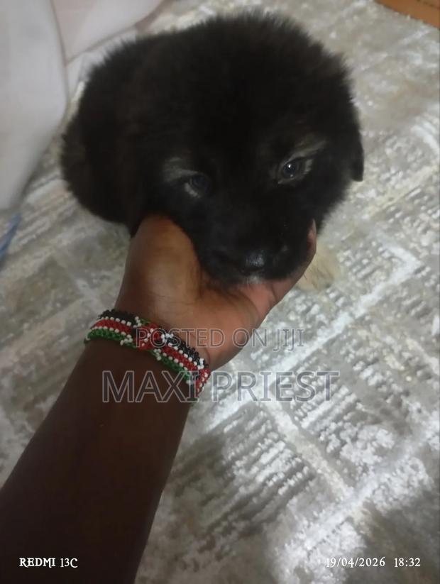 1-3 months Male Purebred Caucasian Shepherd