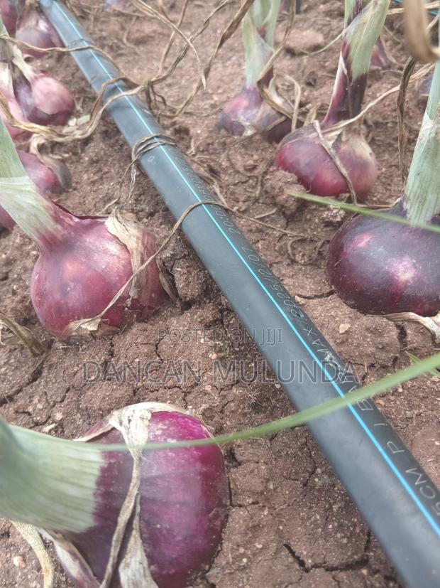 Fresh Neptune F1 Bulb Onions