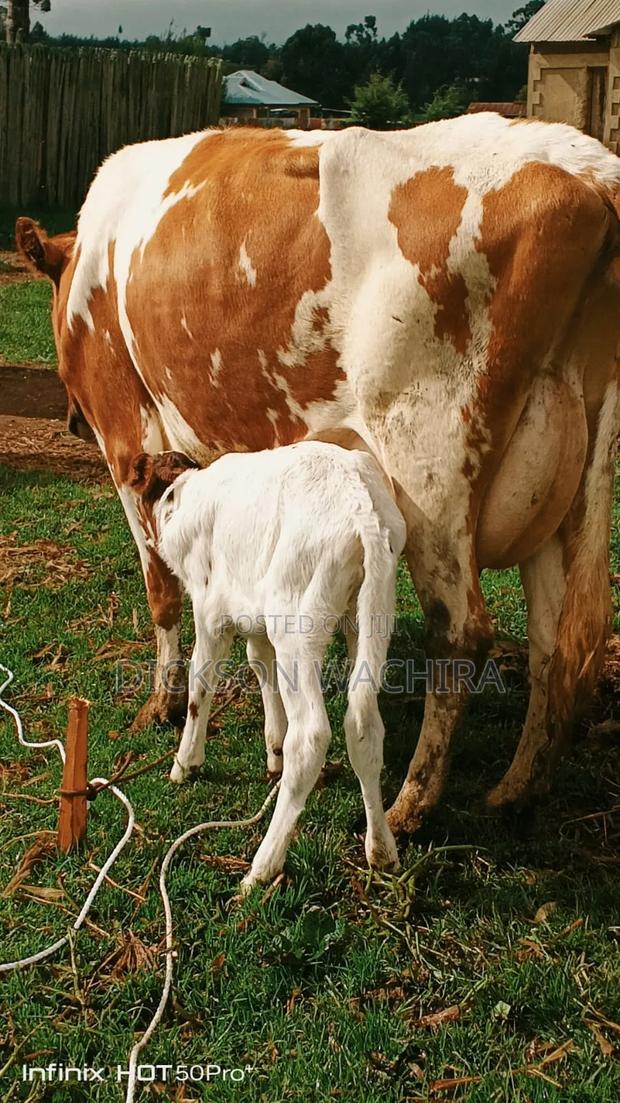 Master Valley Dairy - thumbnail 3