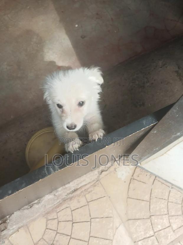 1-3 months Male Purebred Japanese Spitz