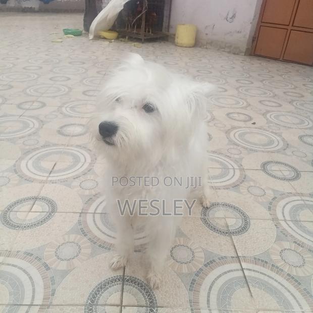 1+ year Male Mixed Breed Maltese