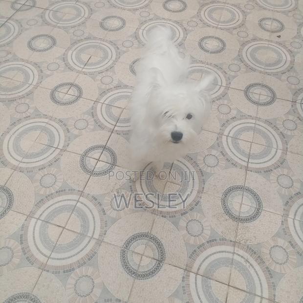 1+ year Male Purebred Maltese